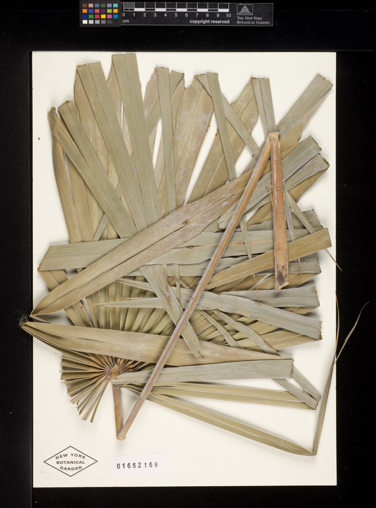 Botanical specimen of Coccothrinax Gracilis.