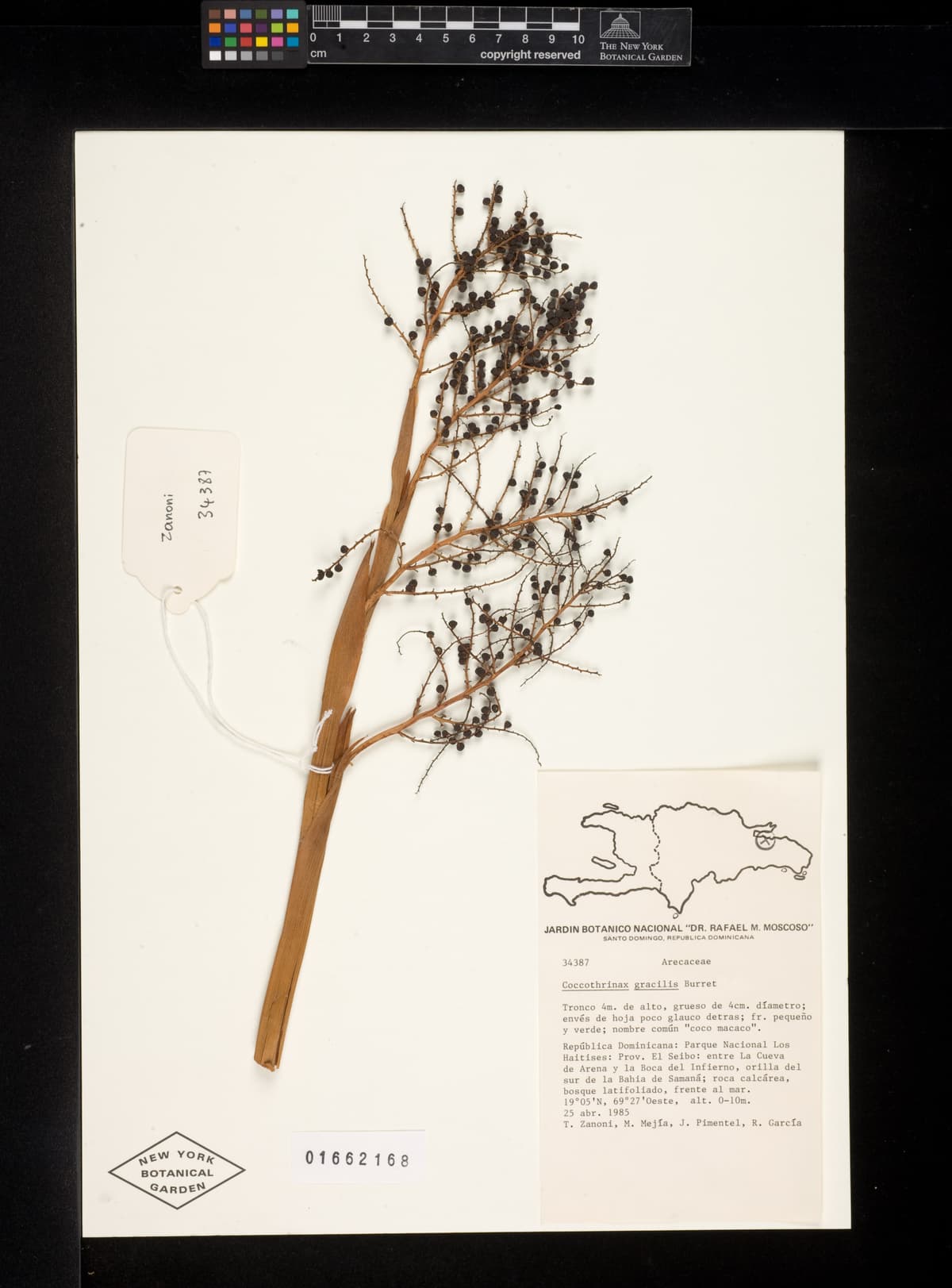 Botanical specimen of Coccothrinax Gracilis.