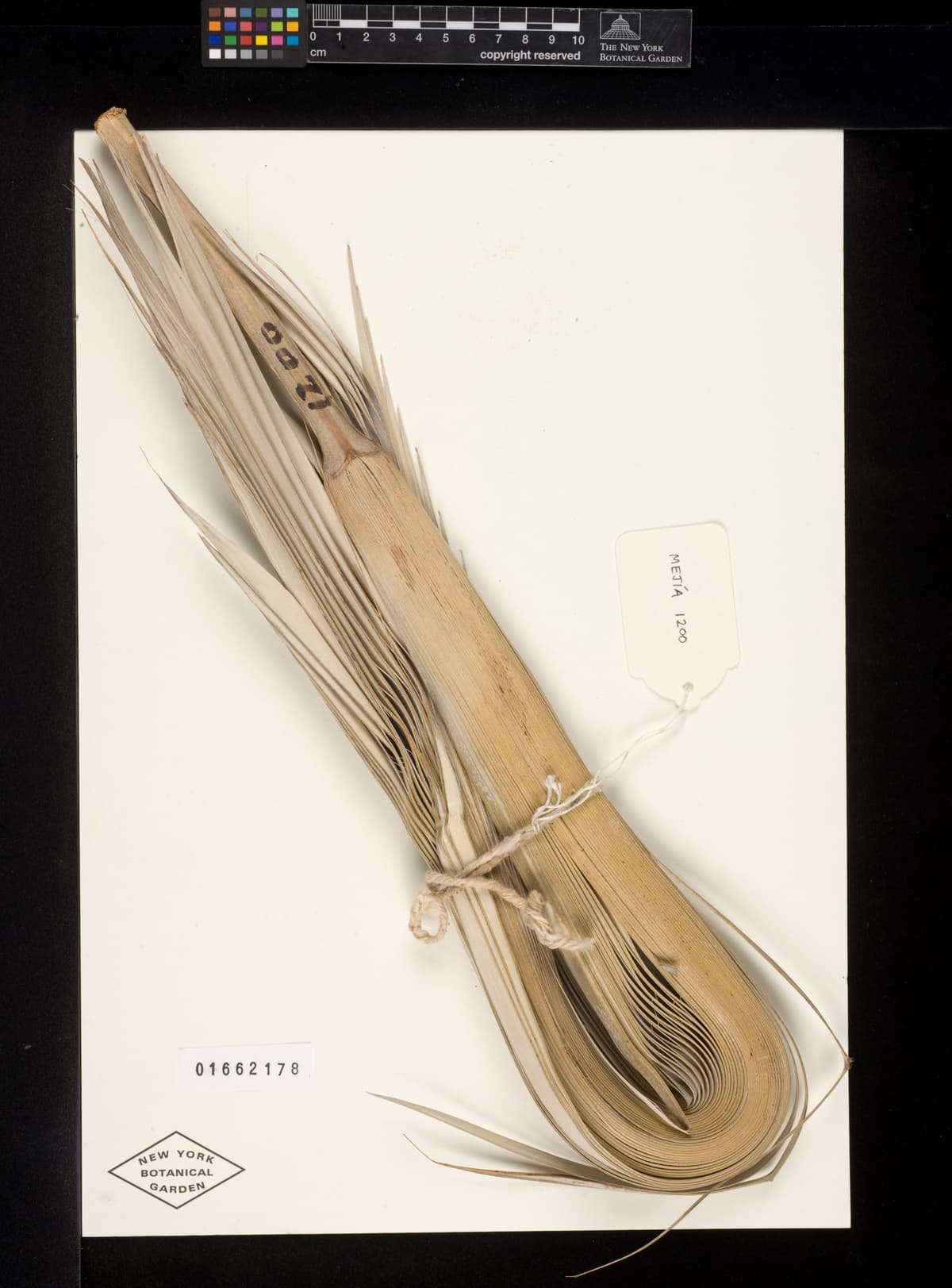 Botanical specimen of Coccothrinax Gracilis.