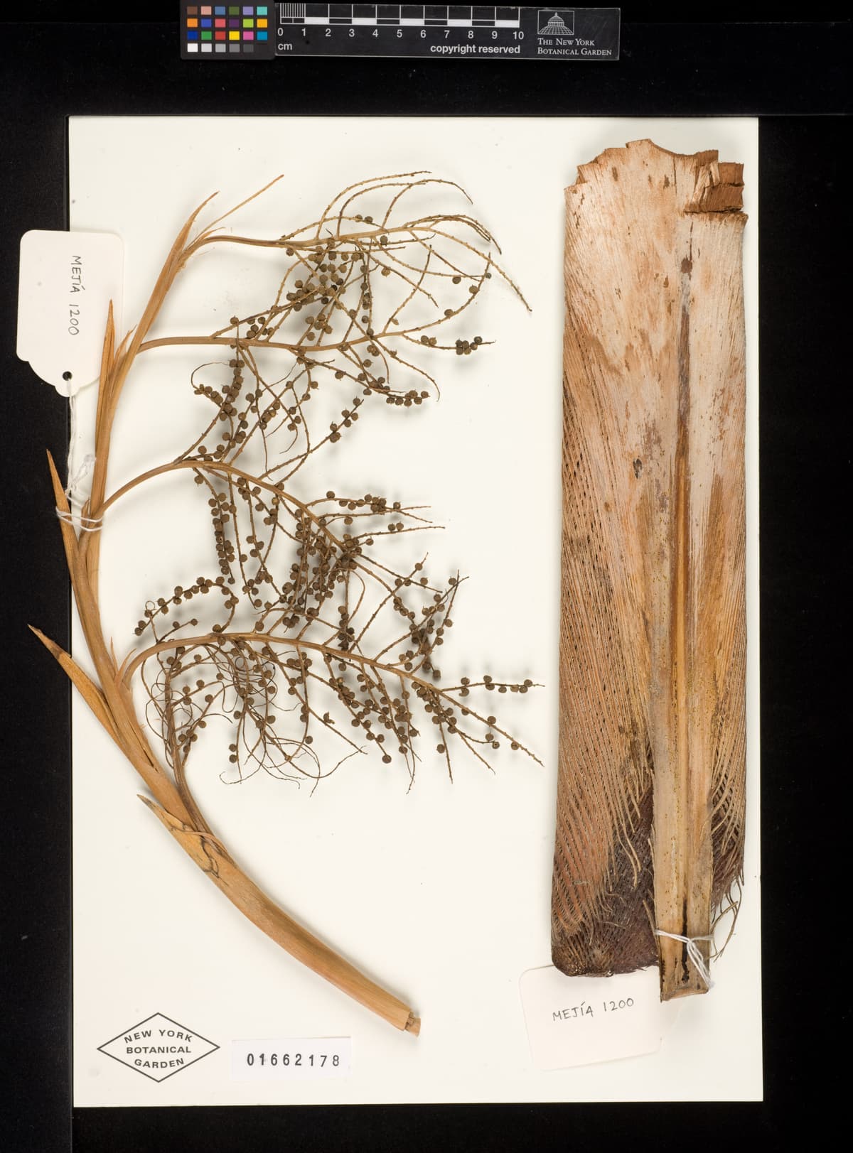 Botanical specimen of Coccothrinax Gracilis.