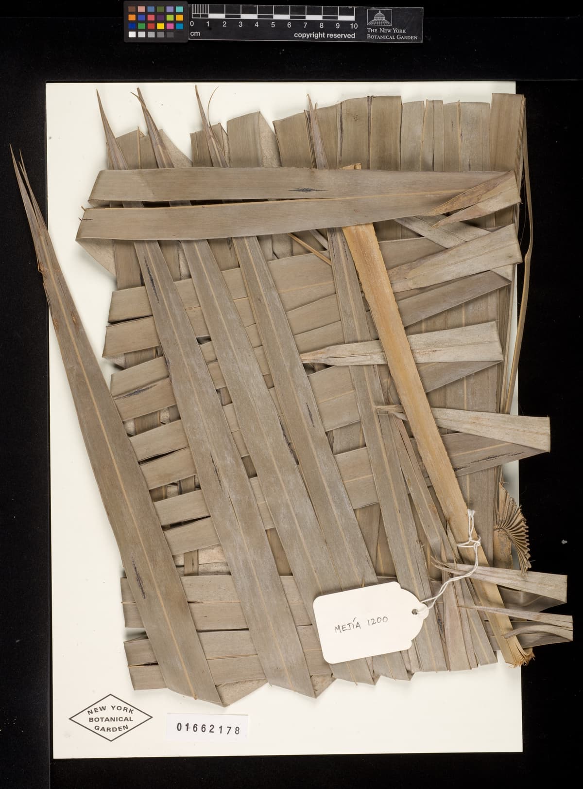 Botanical specimen of Coccothrinax Gracilis.