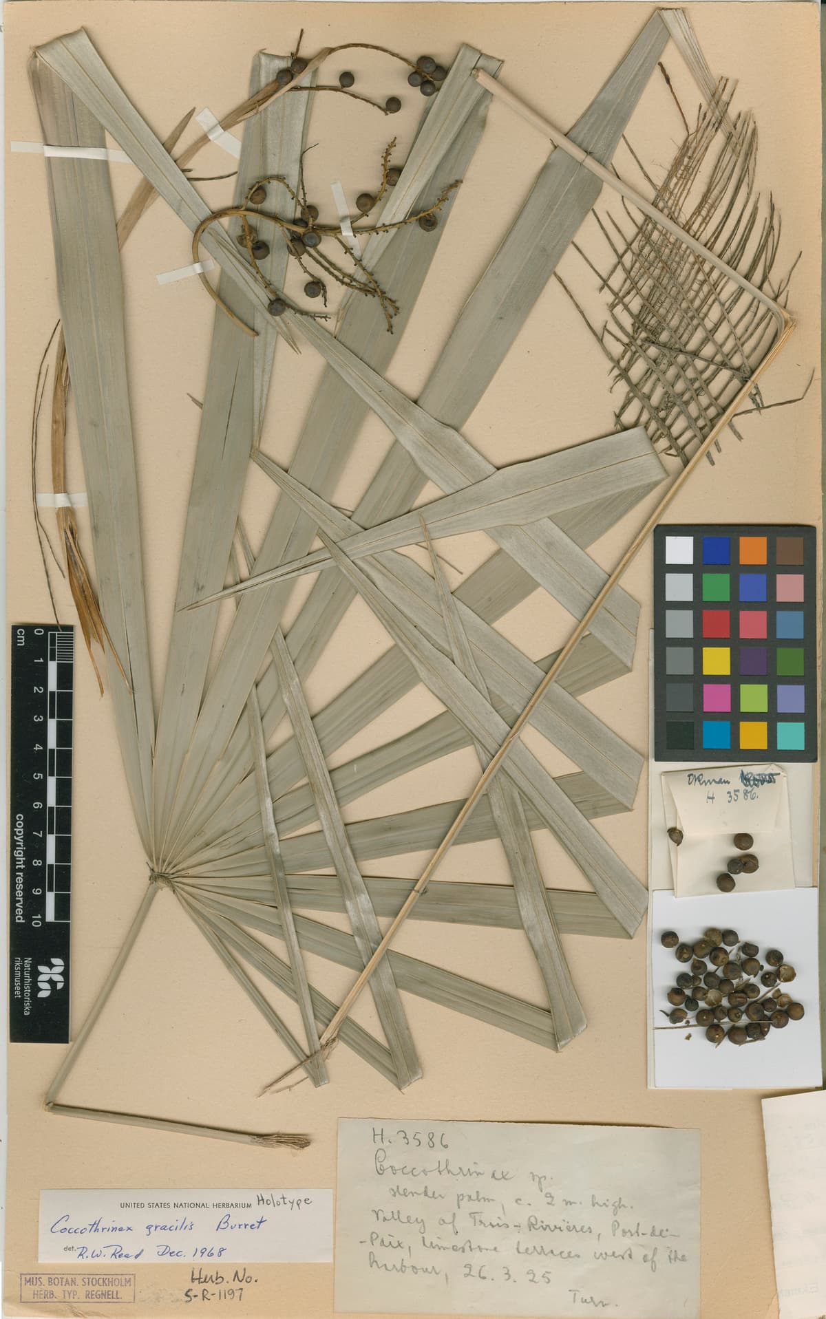 Botanical specimen of Coccothrinax Gracilis.