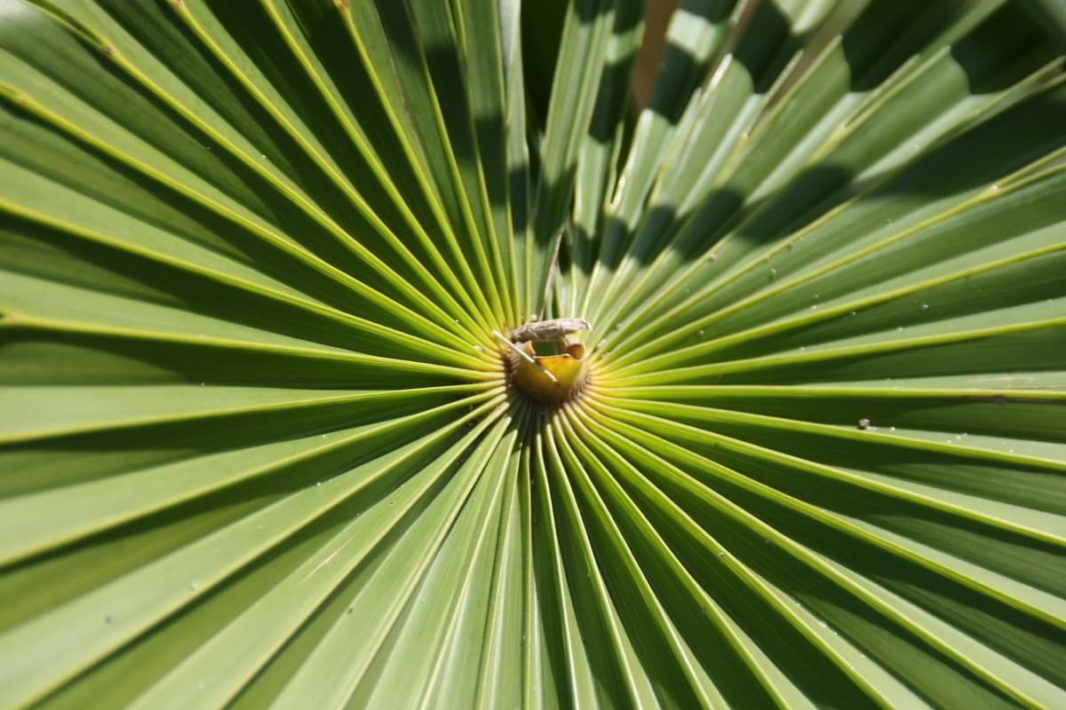 Botanical specimen of Coccothrinax Hioramii.