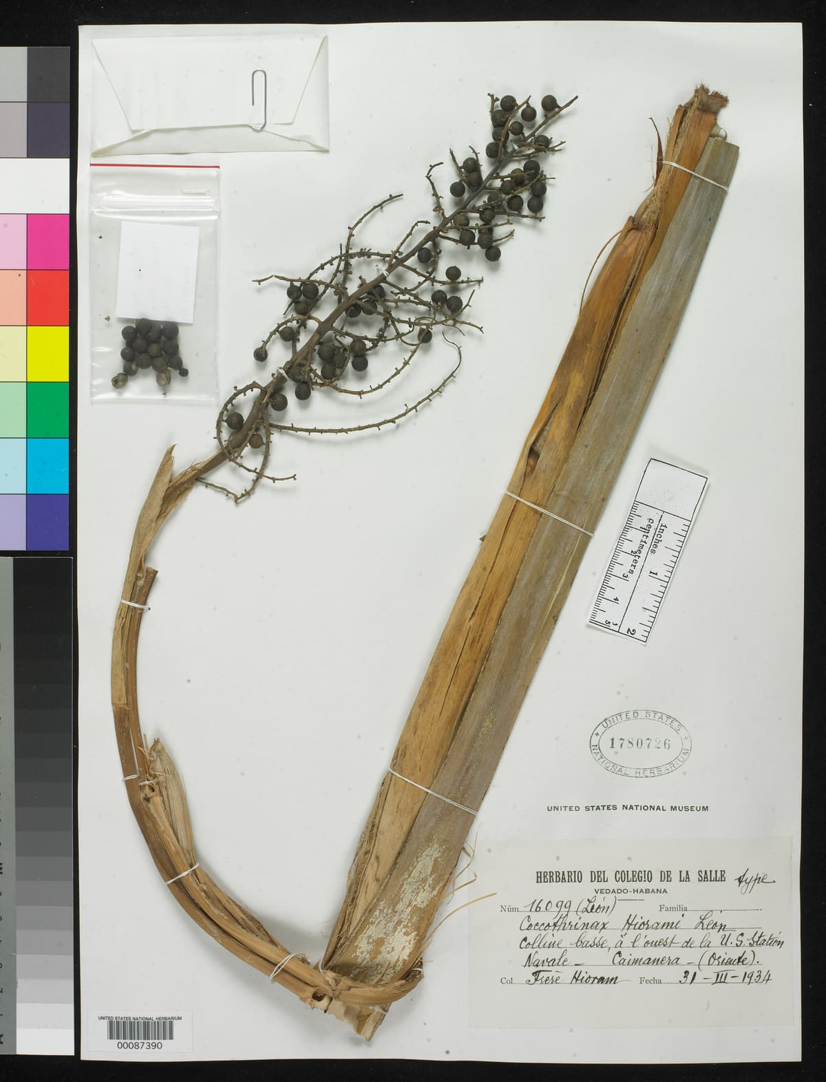 Botanical specimen of Coccothrinax Hioramii.