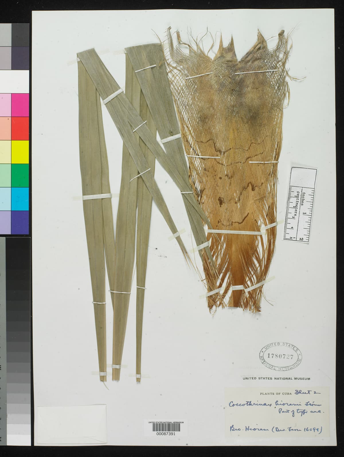 Botanical specimen of Coccothrinax Hioramii.
