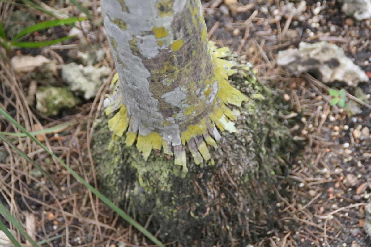 Botanical specimen of Coccothrinax Inaguensis.