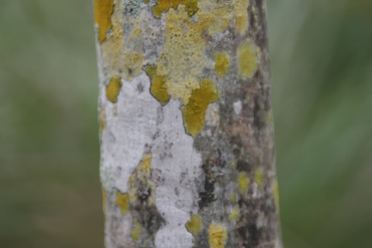 Botanical specimen of Coccothrinax Inaguensis.
