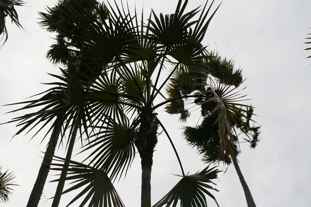 Botanical specimen of Coccothrinax Inaguensis.