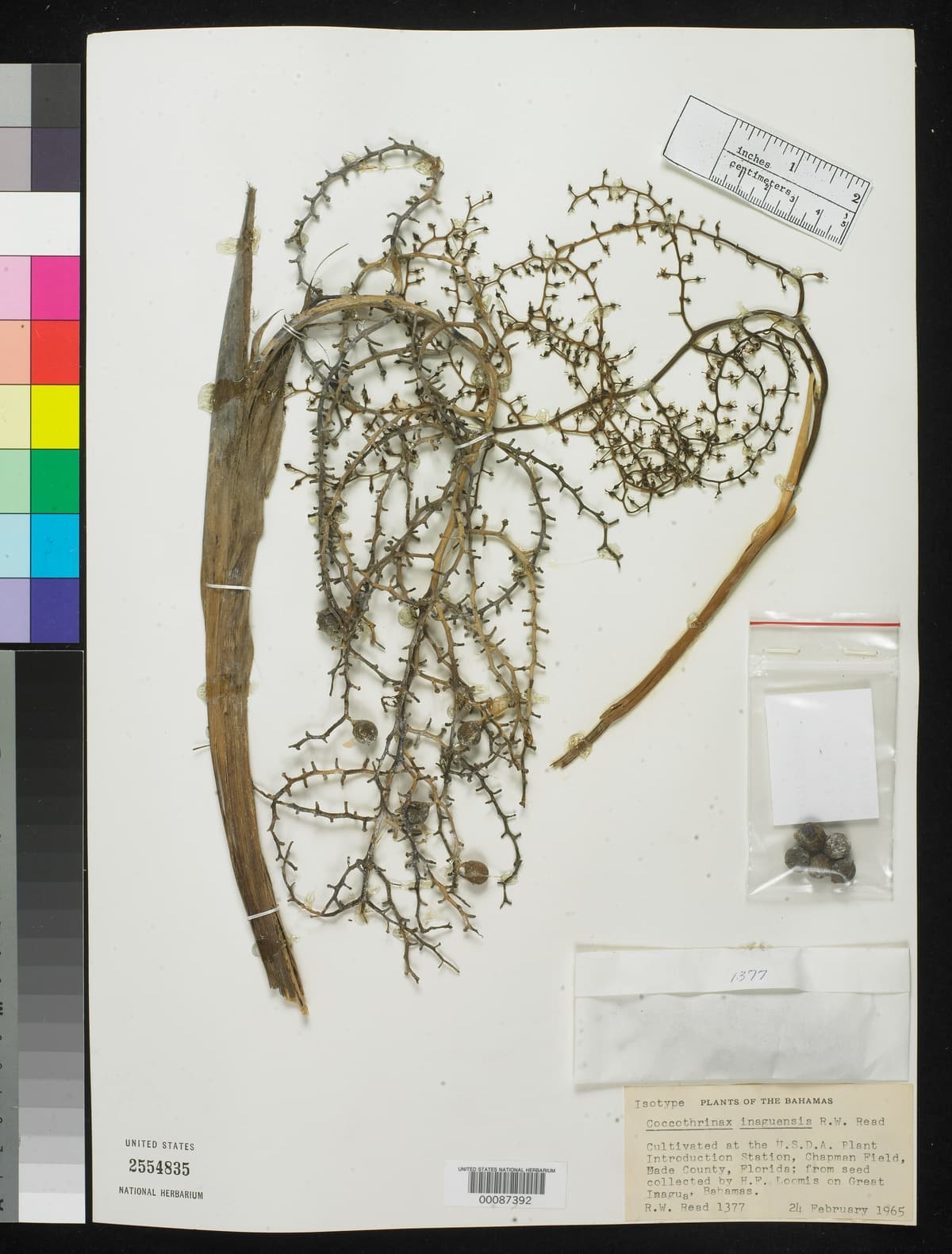 Botanical specimen of Coccothrinax Inaguensis.