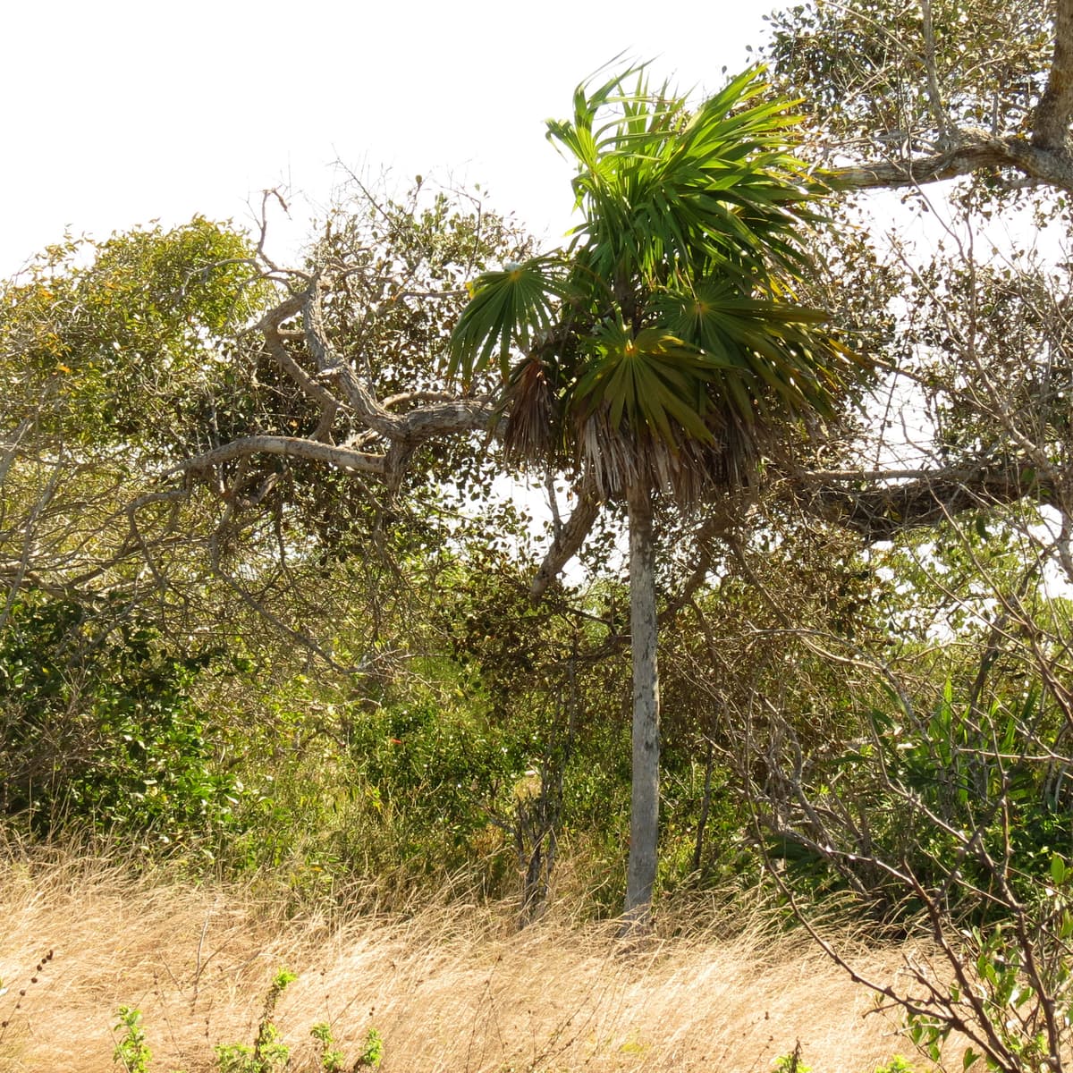 Botanical specimen of Coccothrinax Inaguensis.