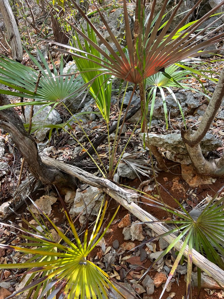 Botanical specimen of Coccothrinax Jamaicensis.