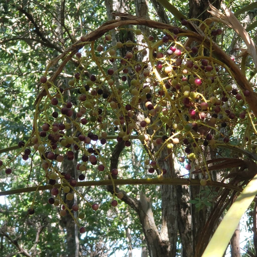 Botanical specimen of Coccothrinax Jamaicensis.