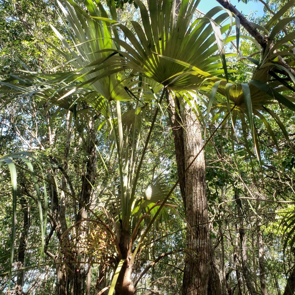 Botanical specimen of Coccothrinax Jamaicensis.