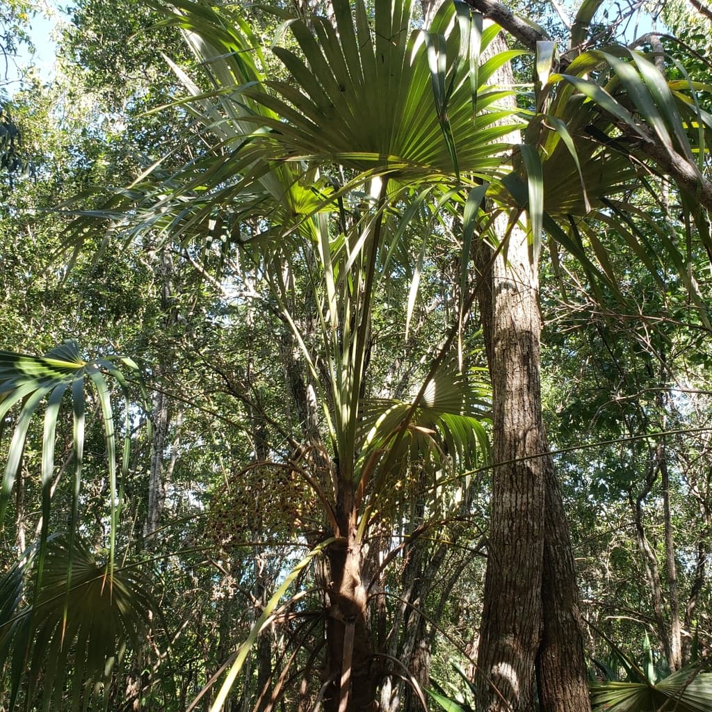 Botanical specimen of Coccothrinax Jamaicensis.