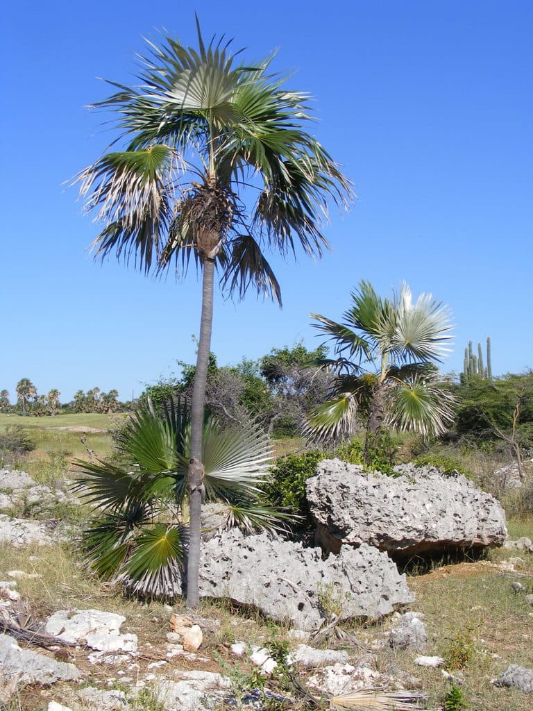 Botanical specimen of Coccothrinax Jamaicensis.