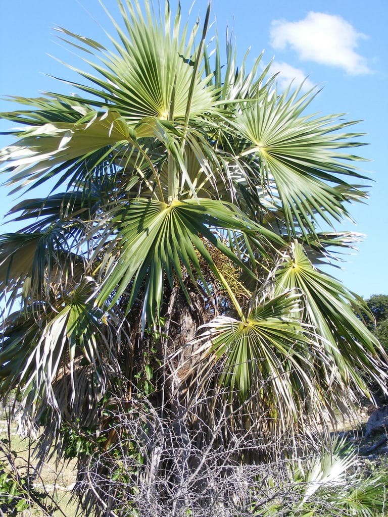 Botanical specimen of Coccothrinax Jamaicensis.