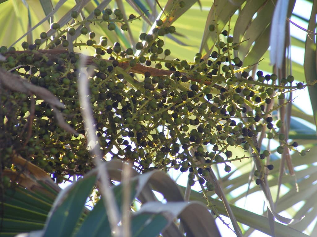 Botanical specimen of Coccothrinax Jamaicensis.