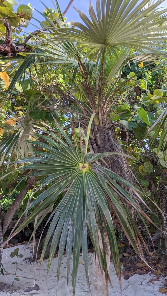 Botanical specimen of Coccothrinax Litoralis.