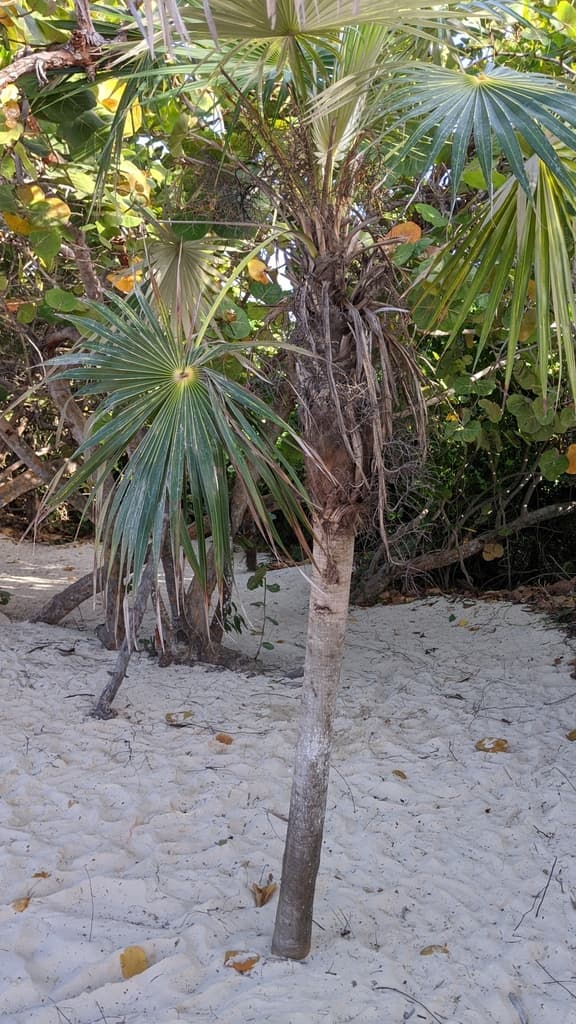 Botanical specimen of Coccothrinax Litoralis.