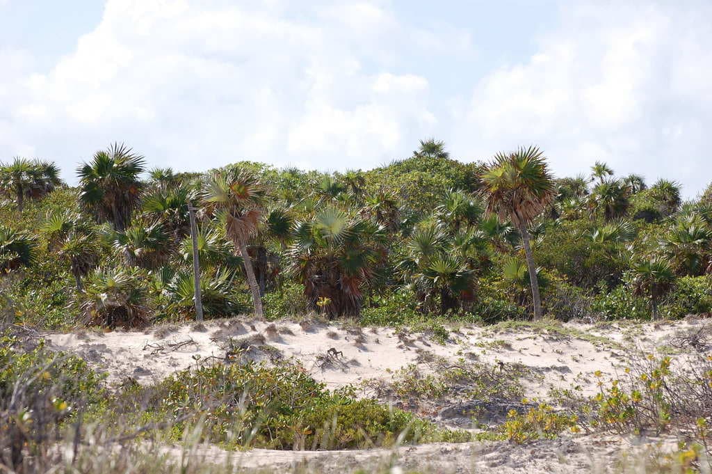 Botanical specimen of Coccothrinax Litoralis.