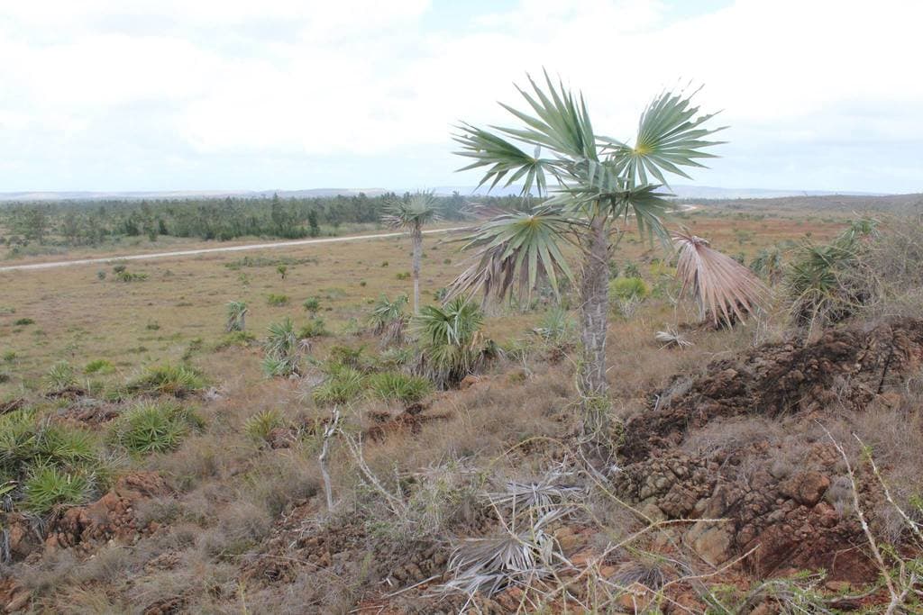 Botanical specimen of Coccothrinax Macroglossa.