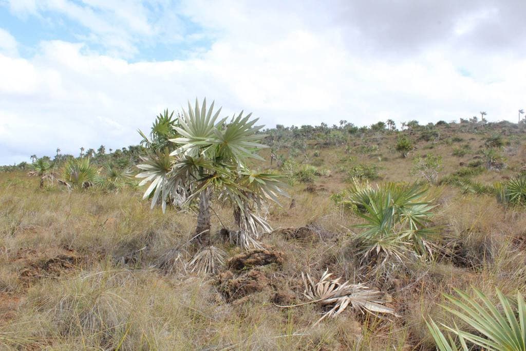 Botanical specimen of Coccothrinax Macroglossa.