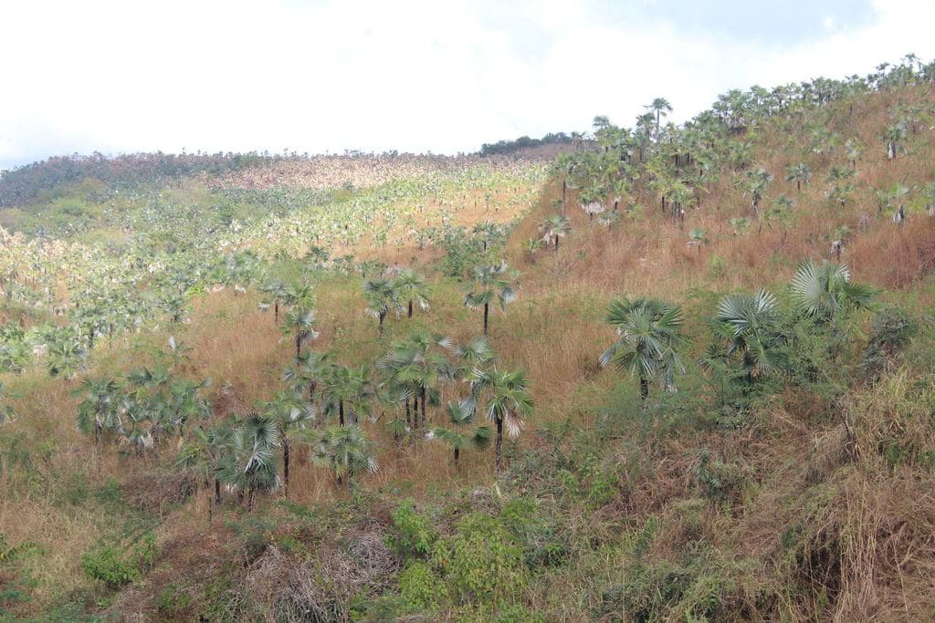 Botanical specimen of Coccothrinax Miraguama.