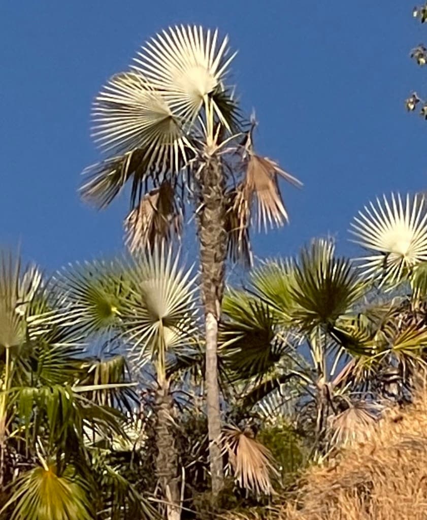Botanical specimen of Coccothrinax Miraguama.