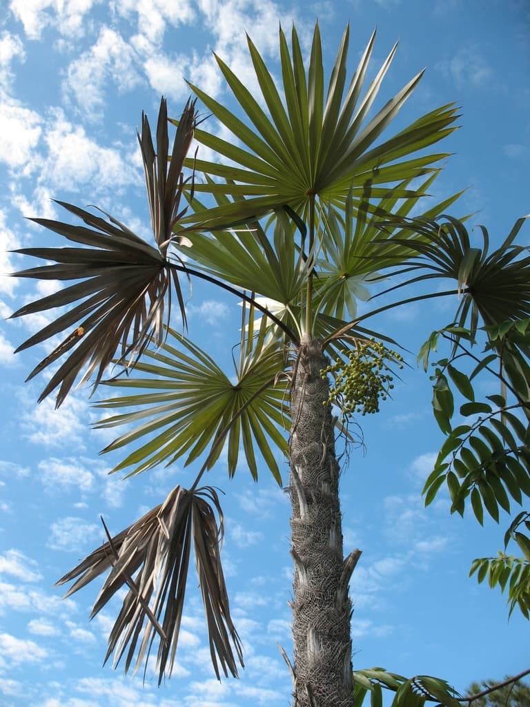 Botanical specimen of Coccothrinax Miraguama.