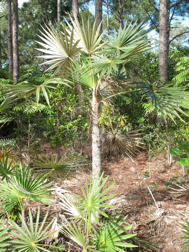 Botanical specimen of Coccothrinax Miraguama.