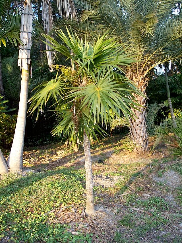 Botanical specimen of Coccothrinax Montana.