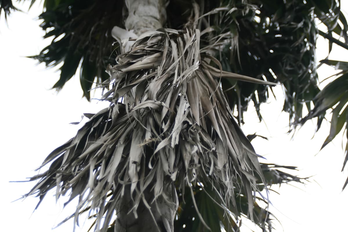 Botanical specimen of Coccothrinax Montana.