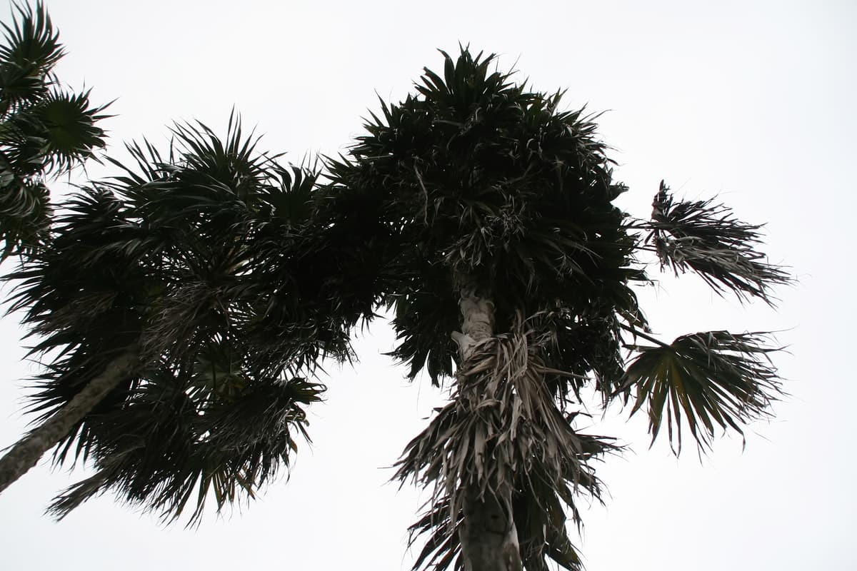 Botanical specimen of Coccothrinax Montana.