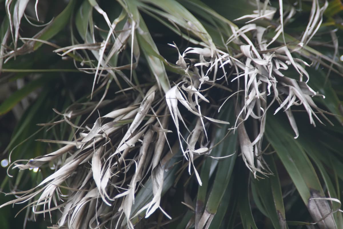 Botanical specimen of Coccothrinax Montana.
