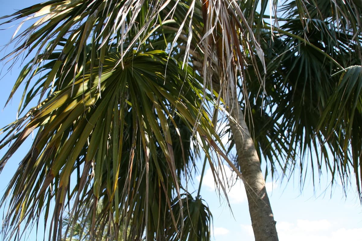 Botanical specimen of Coccothrinax Montana.