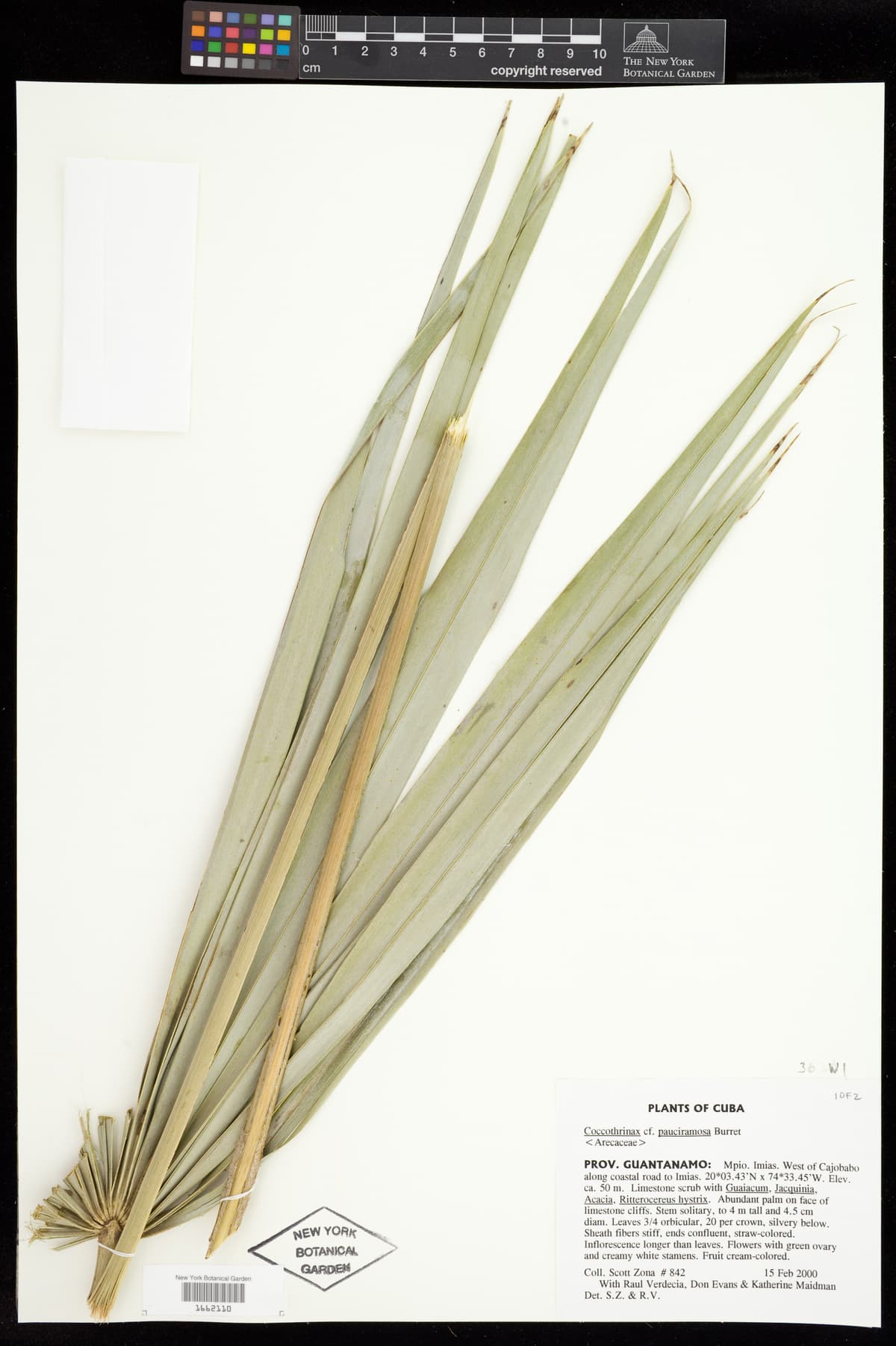 Botanical specimen of Coccothrinax Munizii.