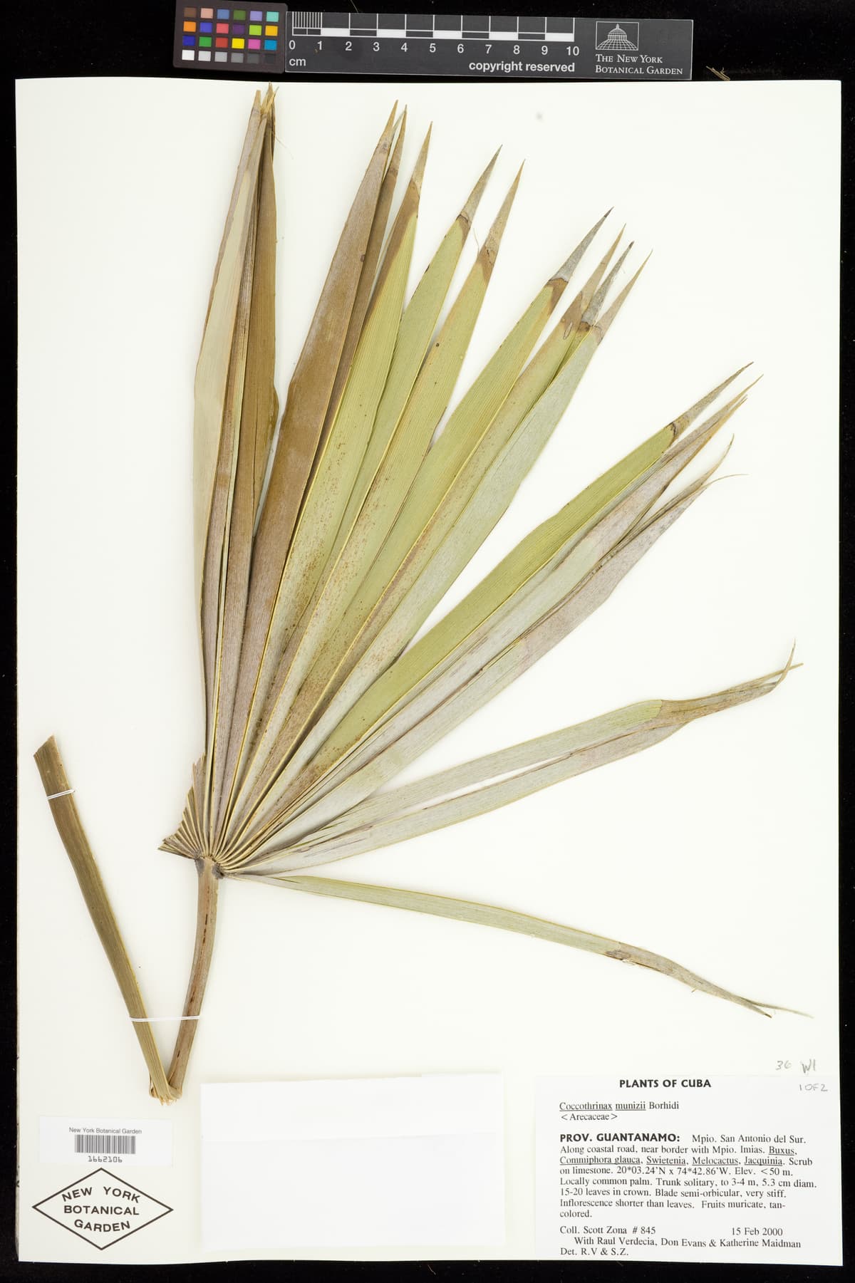 Botanical specimen of Coccothrinax Munizii.
