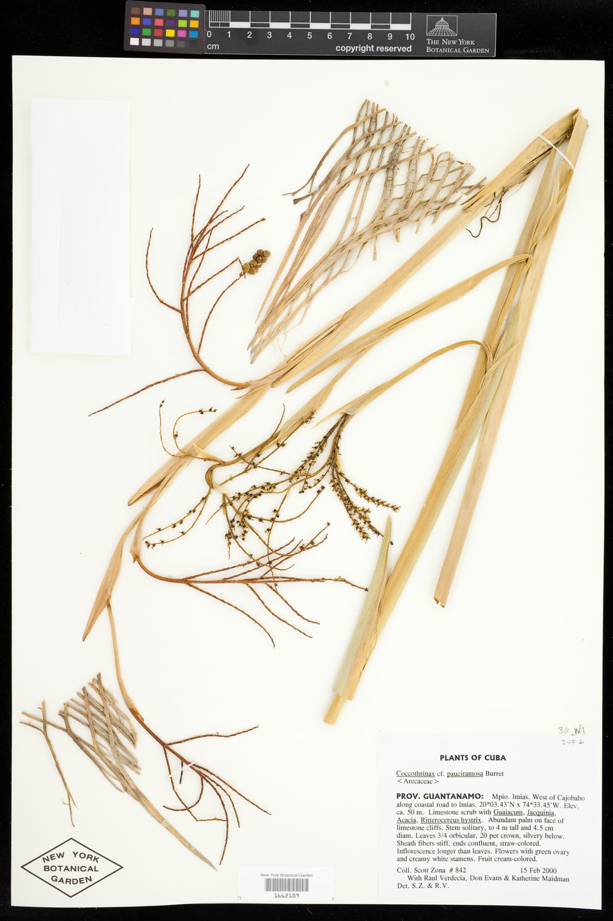 Botanical specimen of Coccothrinax Munizii.