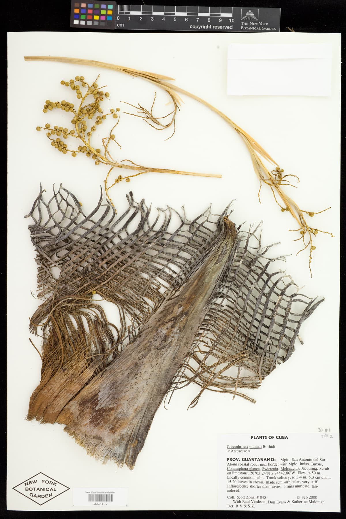 Botanical specimen of Coccothrinax Munizii.
