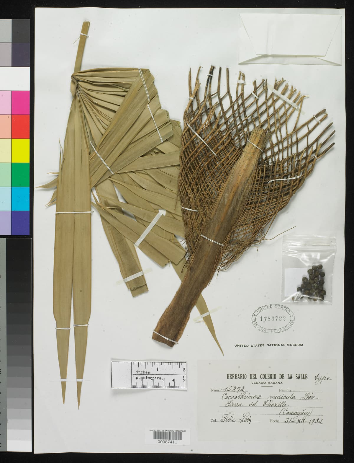 Botanical specimen of Coccothrinax Muricata.
