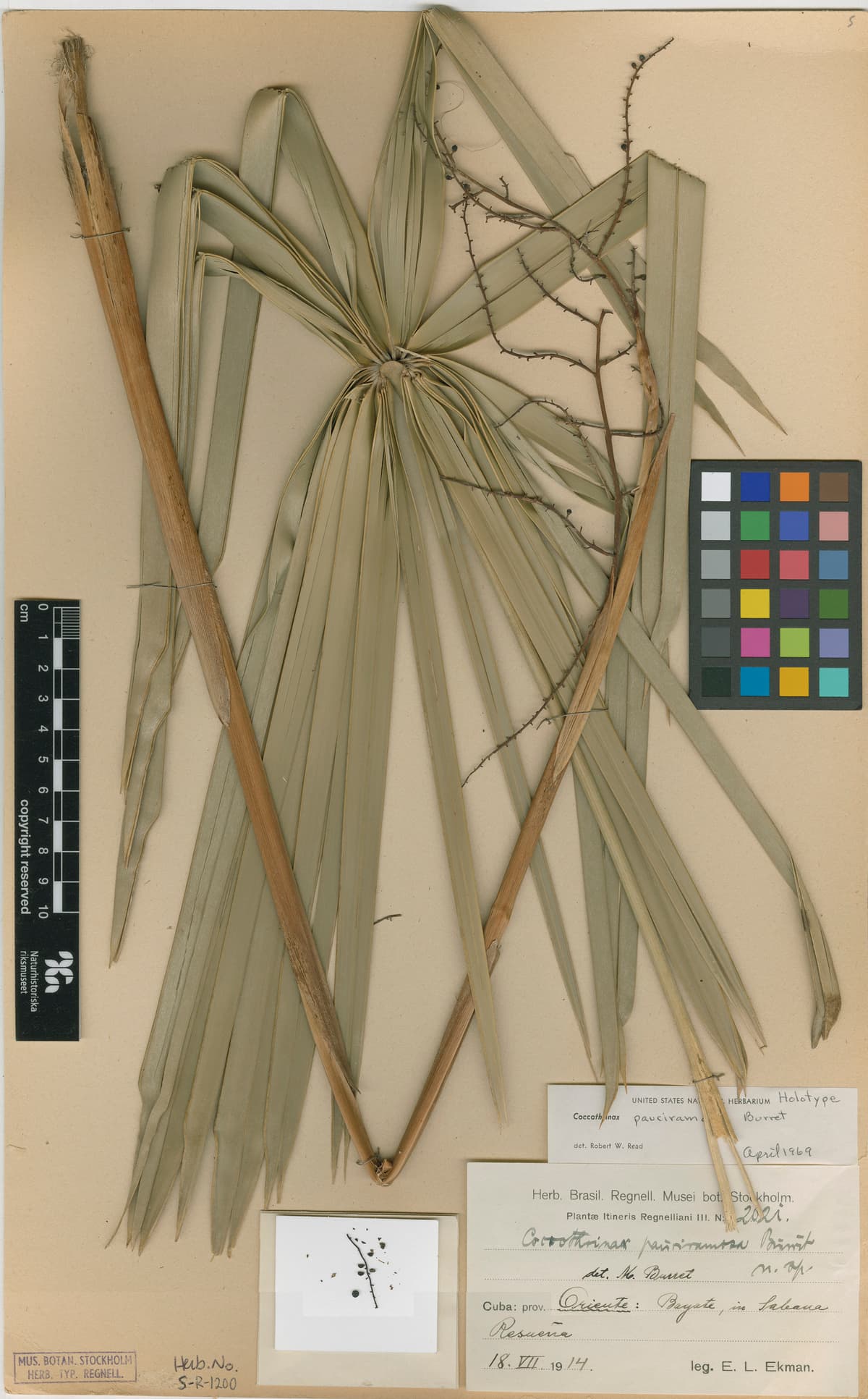 Botanical specimen of Coccothrinax Pauciramosa.