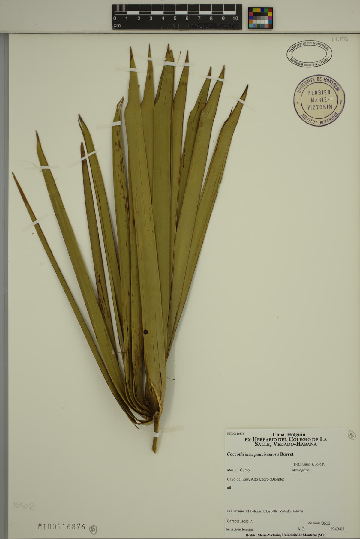 Botanical specimen of Coccothrinax Pauciramosa.