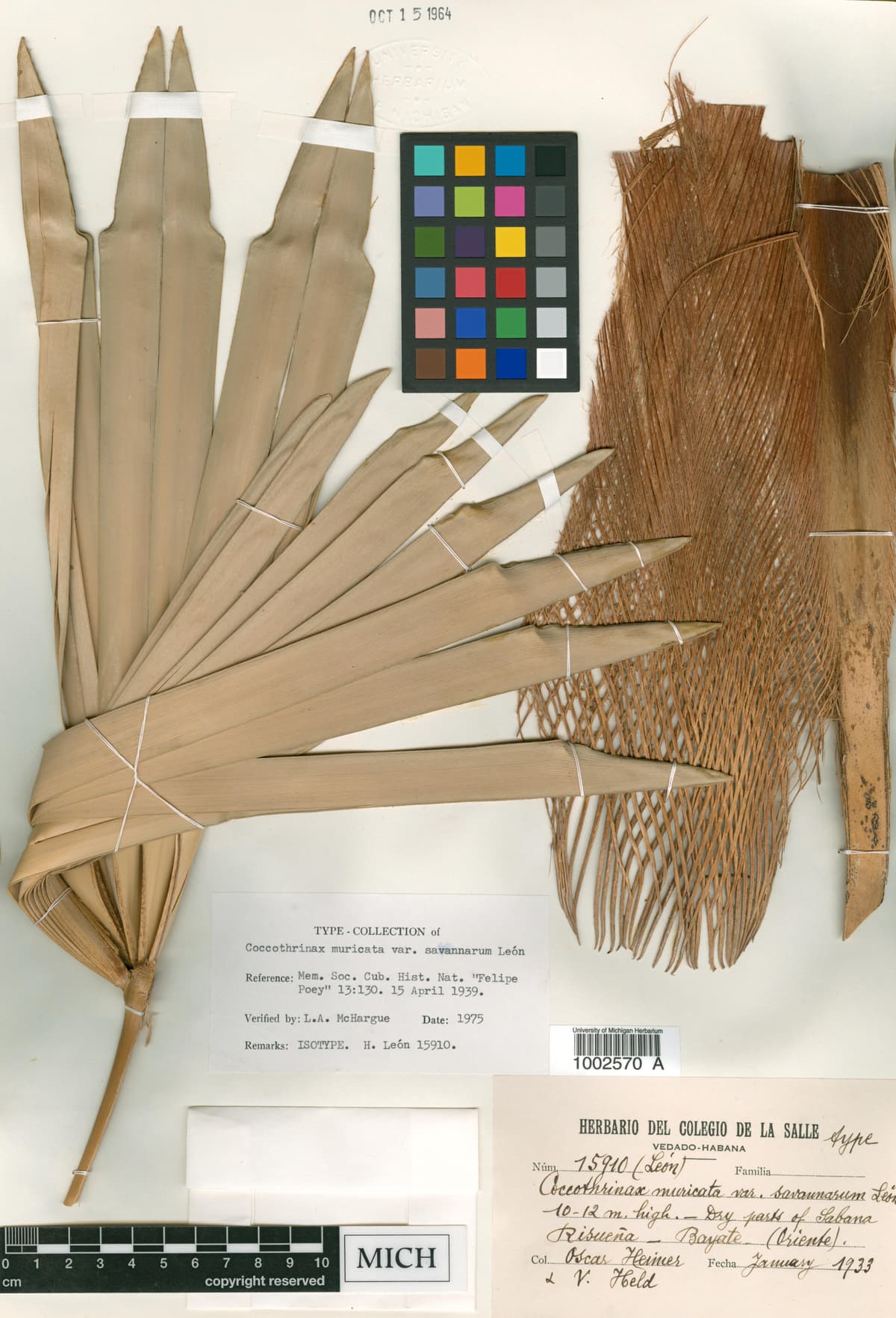 Botanical specimen of Coccothrinax Pauciramosa.