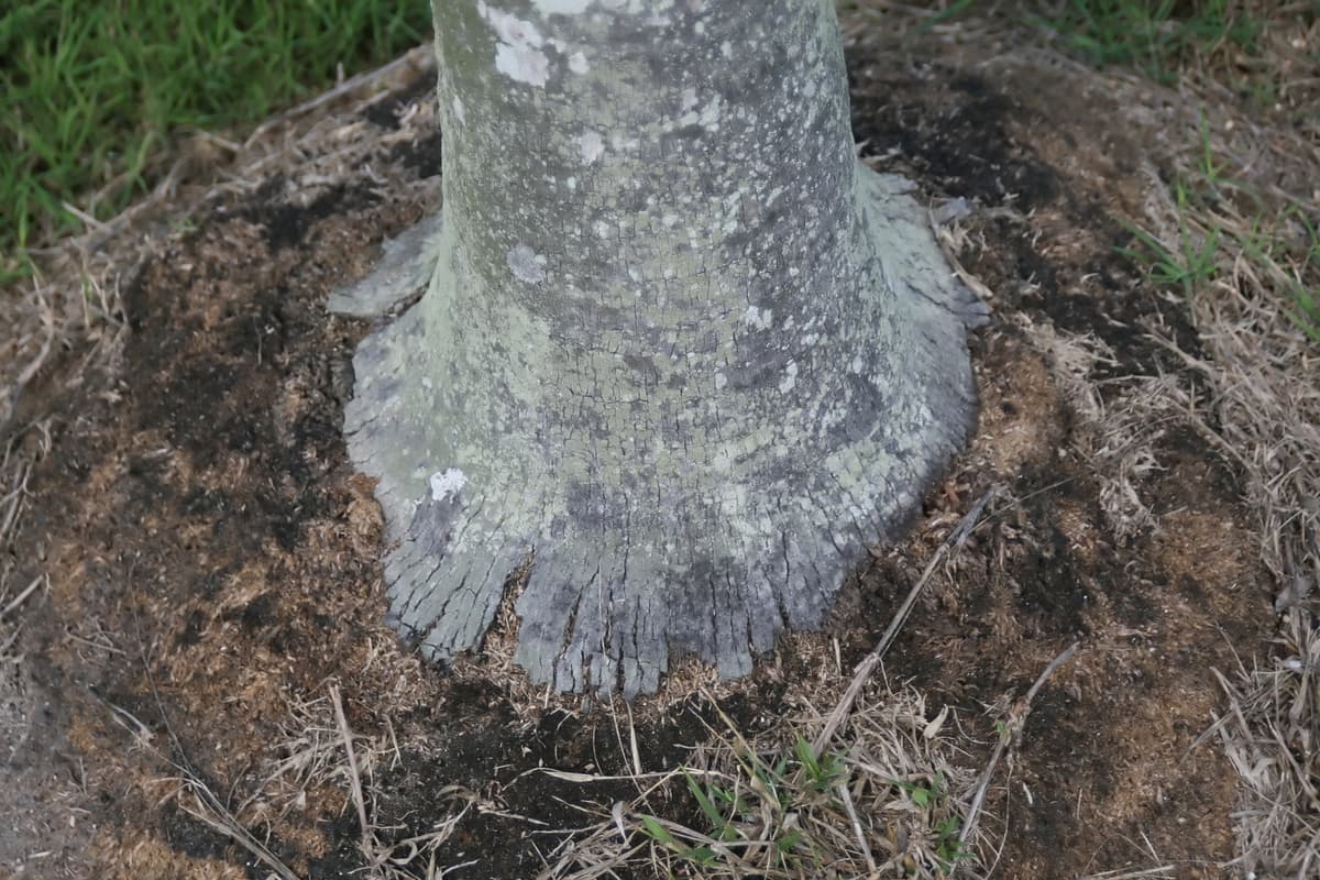 Botanical specimen of Coccothrinax Proctorii.