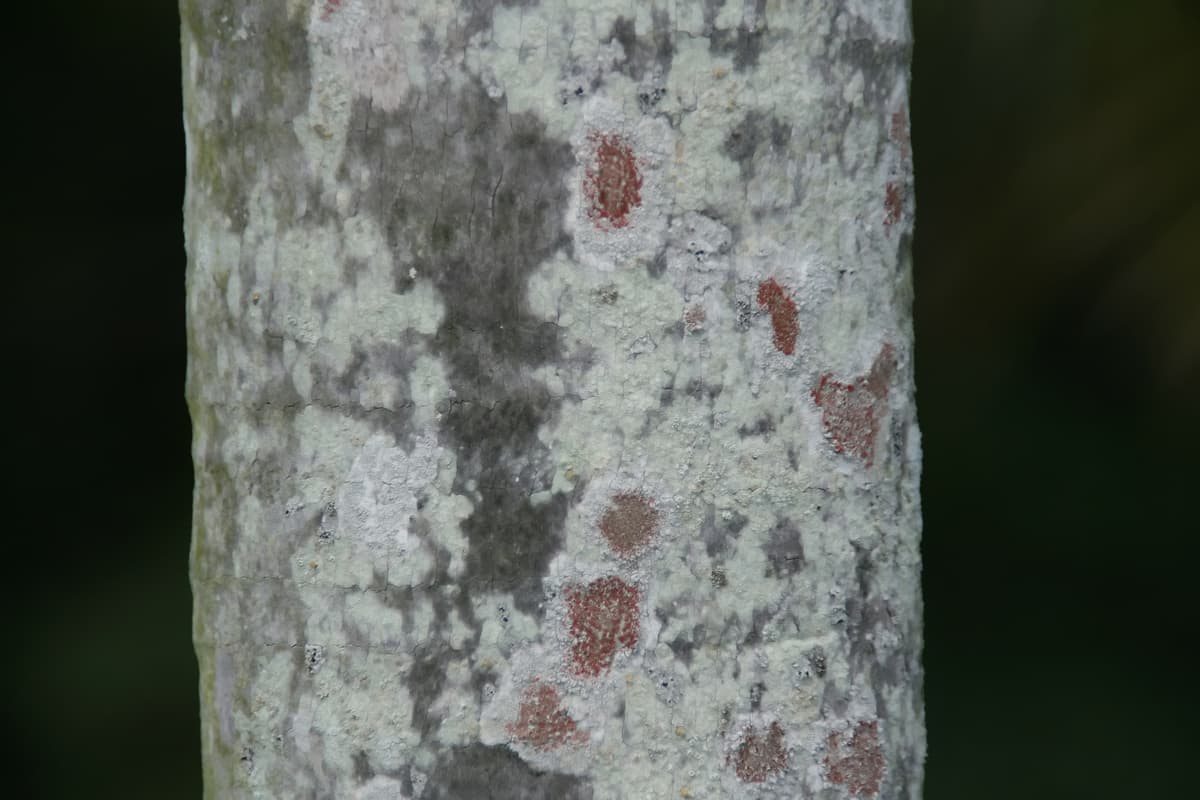 Botanical specimen of Coccothrinax Proctorii.