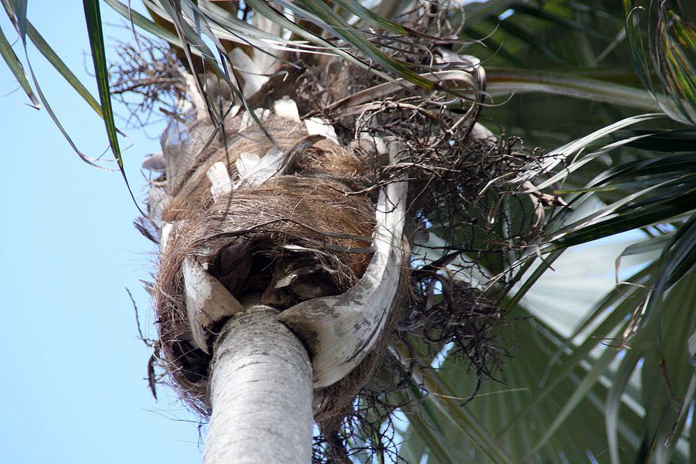 Botanical specimen of Coccothrinax Proctorii.