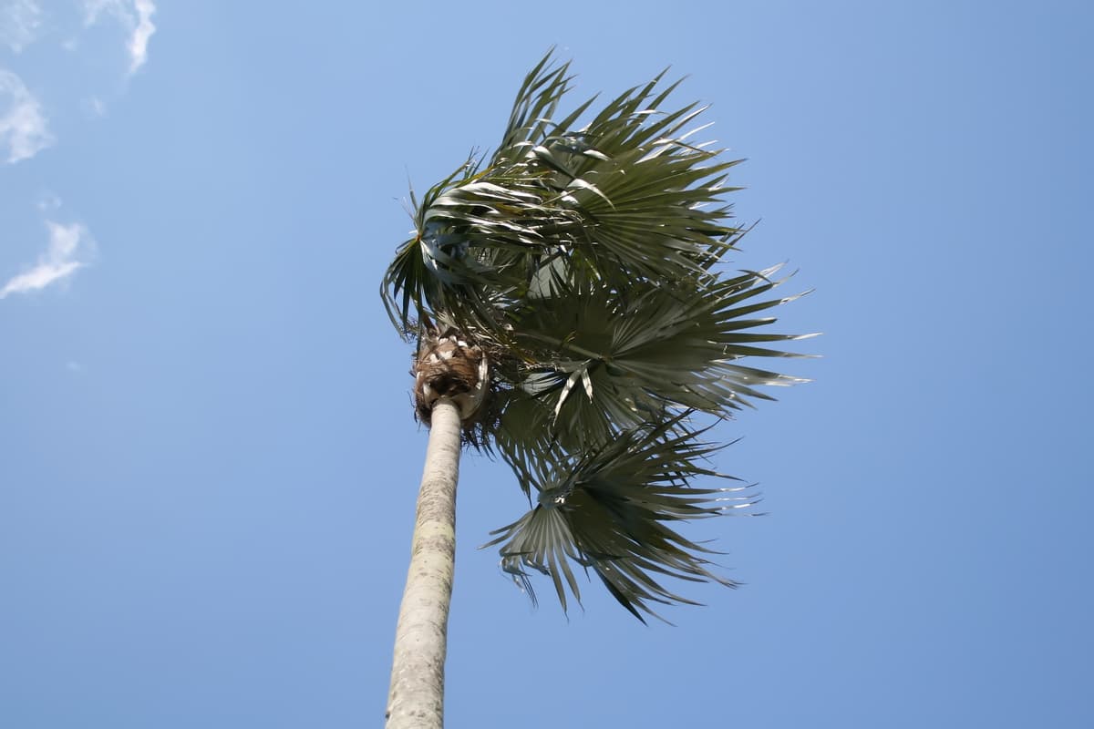 Botanical specimen of Coccothrinax Proctorii.