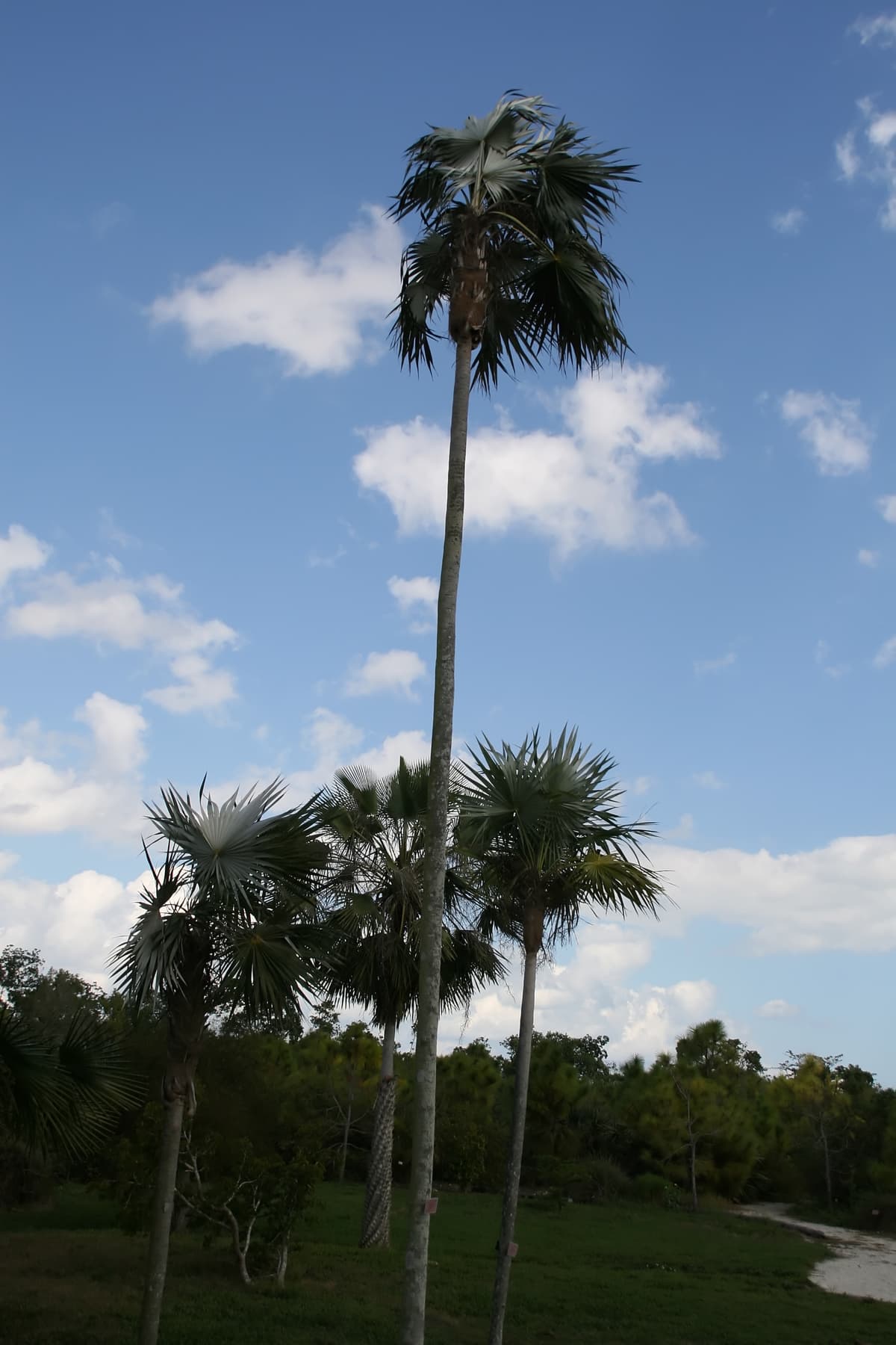 Botanical specimen of Coccothrinax Proctorii.