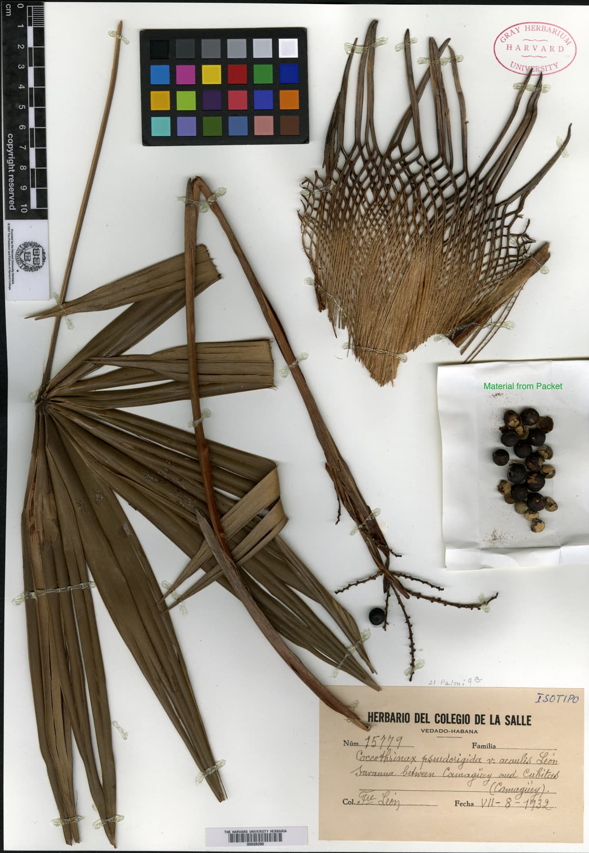 Botanical specimen of Coccothrinax Pseudorigida.