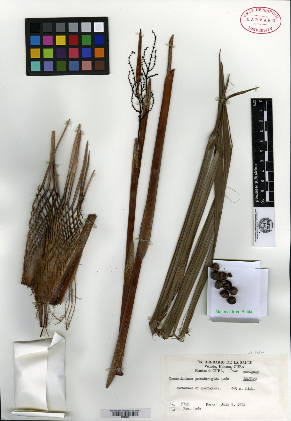 Botanical specimen of Coccothrinax Pseudorigida.